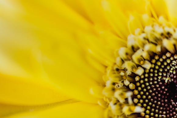 20170120_Flowers_Closeups_75A3811