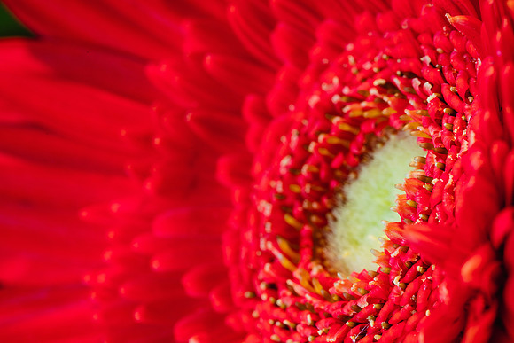 20170120_Flowers_Closeups_75A3788