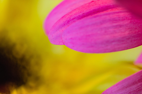 20170120_Flowers_Closeups_75A3820
