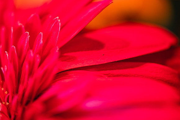20170120_Flowers_Closeups_75A3823