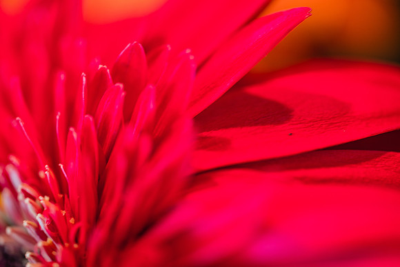 20170120_Flowers_Closeups_75A3825