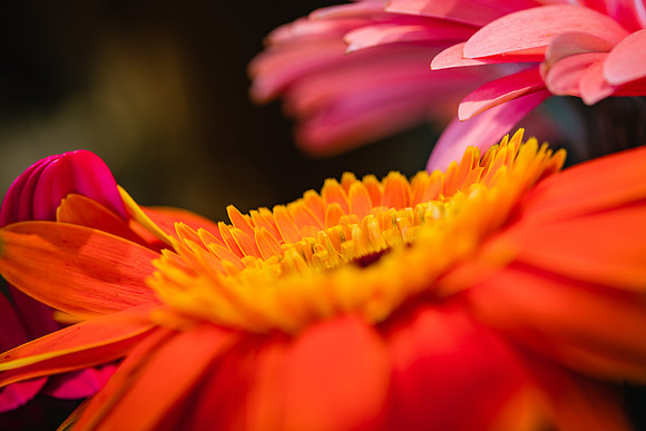 20170120_Flowers_Closeups_75A3827
