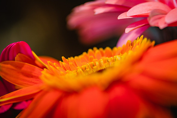 20170120_Flowers_Closeups_75A3830