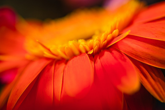 20170120_Flowers_Closeups_75A3838
