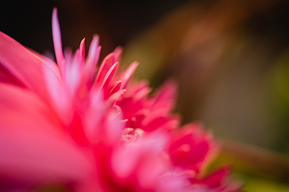 20170120_Flowers_Closeups_75A3841