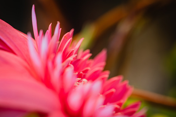 20170120_Flowers_Closeups_75A3847