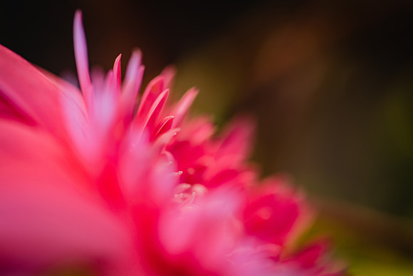 20170120_Flowers_Closeups_75A3848