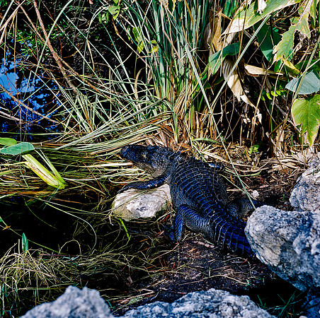 84694_EVERGLADES 33932_AZ1207-R4-E038