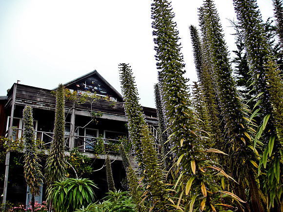 36538_DG_COLOR_MENDOCINO_CALIFORNIA_CA_USA_2007_DSC_01683