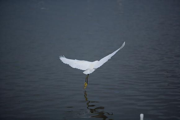 85545_ZV4N_7157_Miami_To_Sanibel_Island_FL