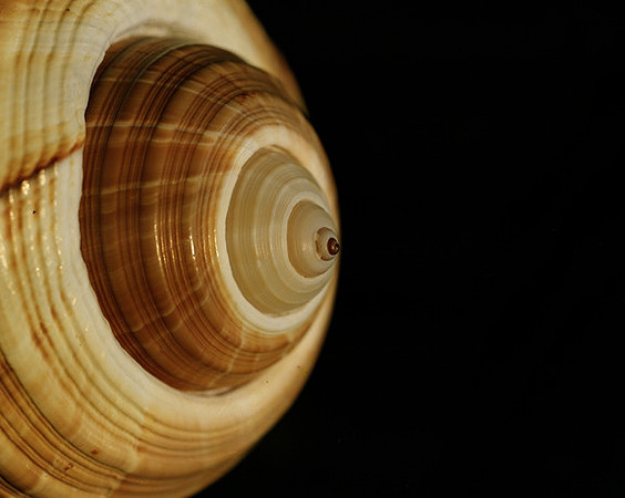 42465_Shells_A
