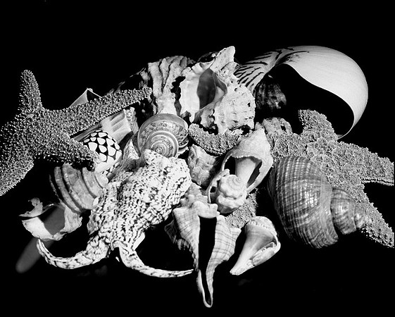 4754_2_Shells_Mix_05