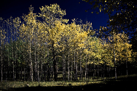 06823_B19_SL_COLOR_BISON_NAT_PARK_LAKE_LOUIS_VILLAGE_WS_97_06.jpg