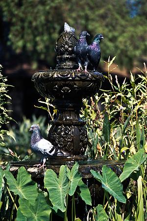 47922_B17_SL_COLOR_CAPISTANO_TO_SANTA_BARBARA_CA_97_16.jpg