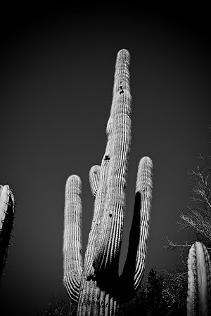 0031_La_Arizona_5L8Y5345