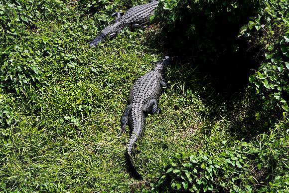 84673_ZV4N_1468_Everglades_Shark_Valley_FL_USA