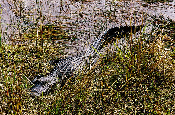 84694_EVERGLADES 33942__Azuley-R8-22