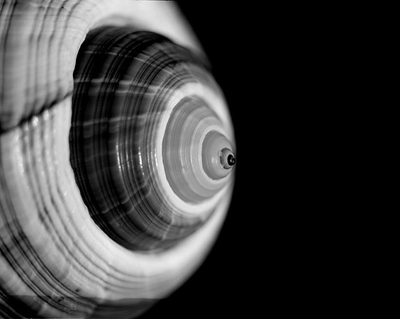 42425_Shells_B