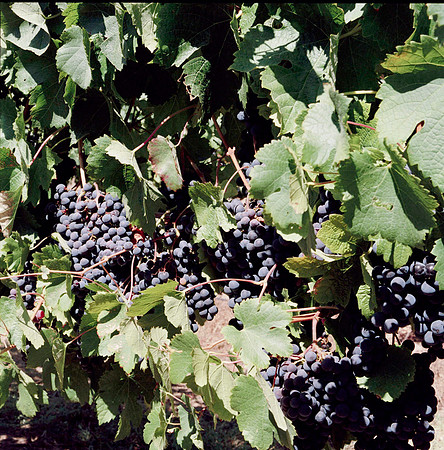6038_FILM_COLOR_LR_05_USA_CA_5.JPG