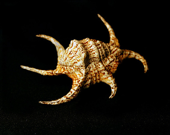 42470_D_Shells_