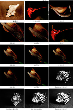 Shells_Contact_Sheet_01