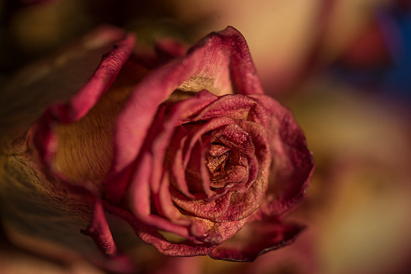 20140722_Roses_Dry_Studio_Shots_CG3P0314
