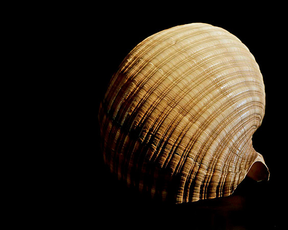 42477_FM_4X5_BW_GIANT_TUM_SHELLS_FL_04_05.jpg