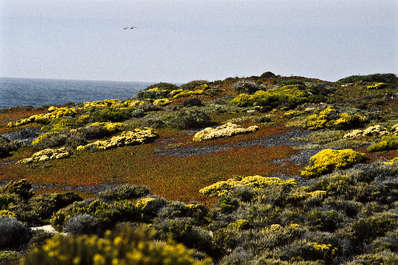 47940_B17_SL_COLOR_COAST_CA_97_08.jpg