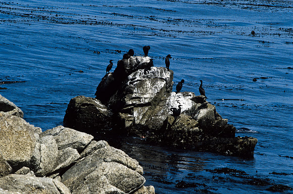 47939_B17_SL_COLOR_17M_DRIVE_CARMEL_CA_9747939_B17_SL_COLOR_17M_DRIVE_CARMEL_CA_97_14.jpg