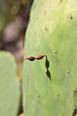 0031_La_Arizona_5L8Y5270