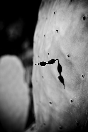 0031_La_Arizona_5L8Y5269
