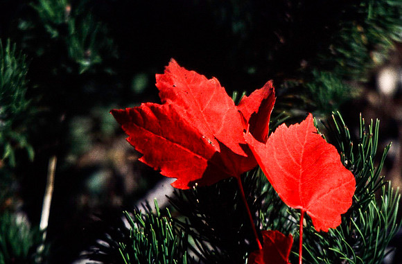 06813_B19_SL_COLOR_WHISTLER_WS_97_15.jpg