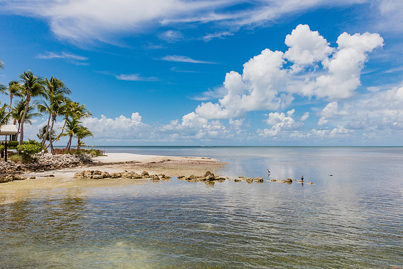 20160714_Key_West_Little_Palm__75A0602