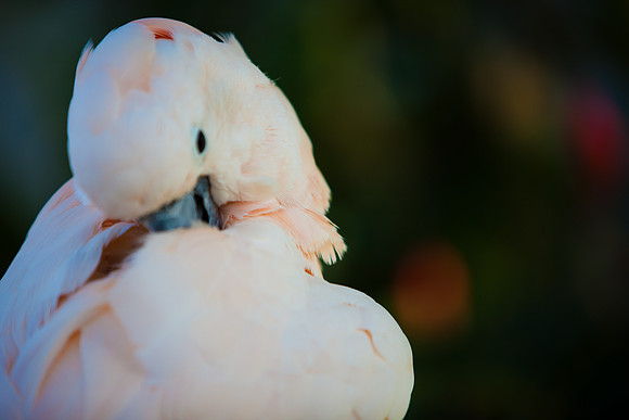 2903_DG_Island_Fisher_Birds_5l8Y_2909