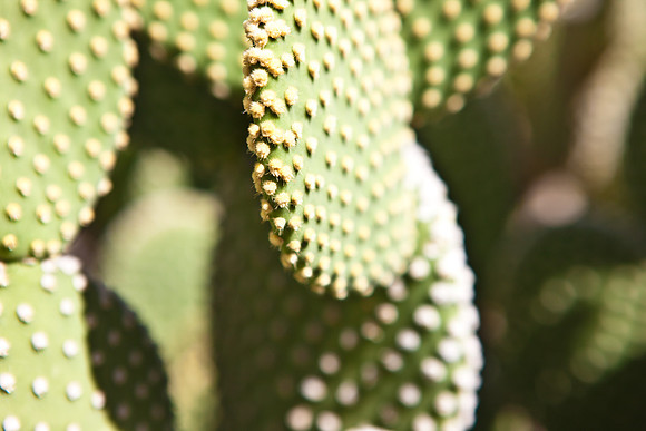 0031_DG_Cactus_Scottsdale_AZ_USA_2009_5L8Y5265