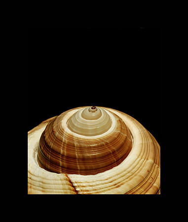 42465_Shells_C_V_30_20