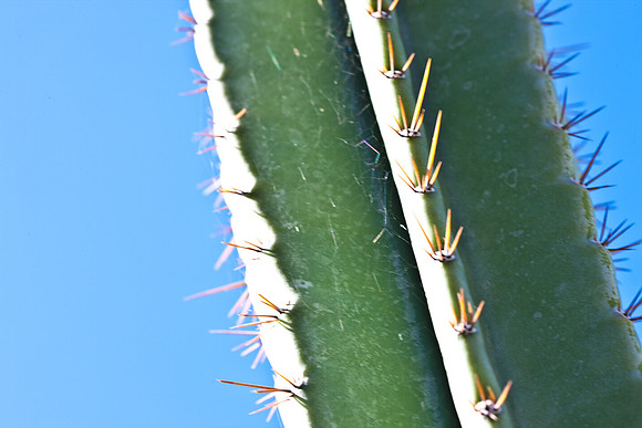 0031_DG_Cactus_Scottsdale_AZ_USA_2009_5L8Y5179