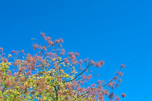 0024_DG_Yountvile_Napa_CA_USA_20095L8Y0083