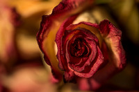 20140722_Roses_Dry_Studio_Shots_CG3P0264