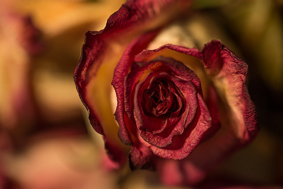 20140722_Roses_Dry_Studio_Shots_CG3P0264