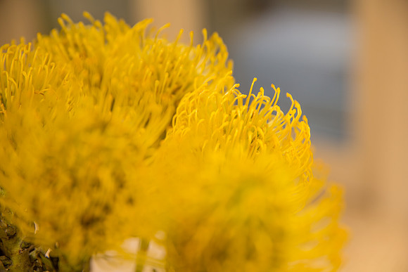 20150118_14_19_50__Merick_Park_Coral_Gables_9C7C3164
