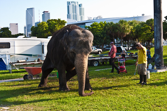 42588_Circus_Miami__Park__IMG_6353