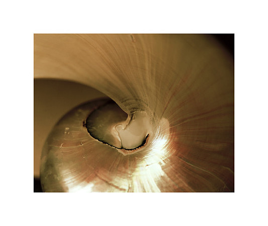 42474_Shells_A_40_30