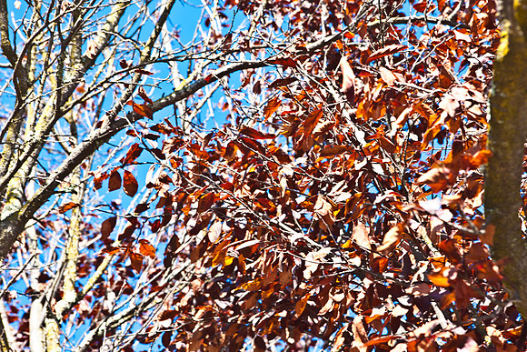 0024_DG_Yountvile_Napa_CA_USA_20095L8Y0078