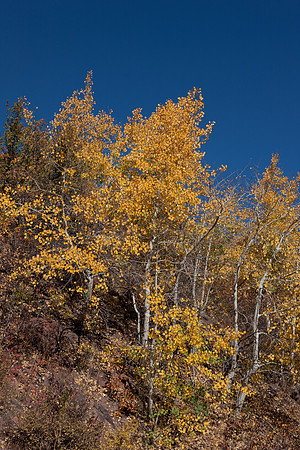 20080828_DVD9_DG_From_Glenwood_Spring_to_Aspen_CO_2009_full_blead