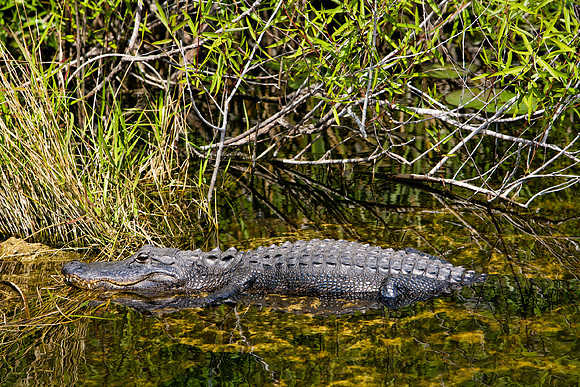 84673_ZV4N_1397_Everglades_Shark_Valley_FL_USA