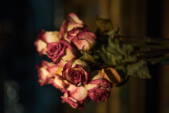 20140722_Roses_Dry_Studio_Shots_CG3P0342