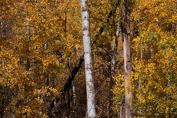 20080828_DVD9_DG_From_Glenwood_Spring_to_Aspen_CO_2011_full_blead