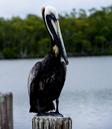 85538_20080323-ZV4N7966_Miami_To_Sanibel_Island_Florida_Everglades_FL_USA