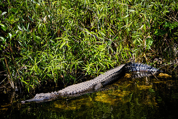 84673_ZV4N_1400_Everglades_Shark_Valley_FL_USA
